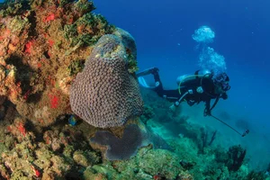 Homem mergulhando em segundo plano, com coral em primeiro