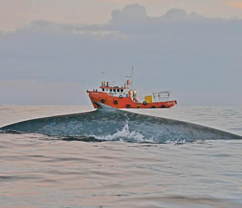 Projeto de Monitoramento de Praias apoiado pela Petrobras avista corpo de baleia parcialmente acima da superfície marítima.