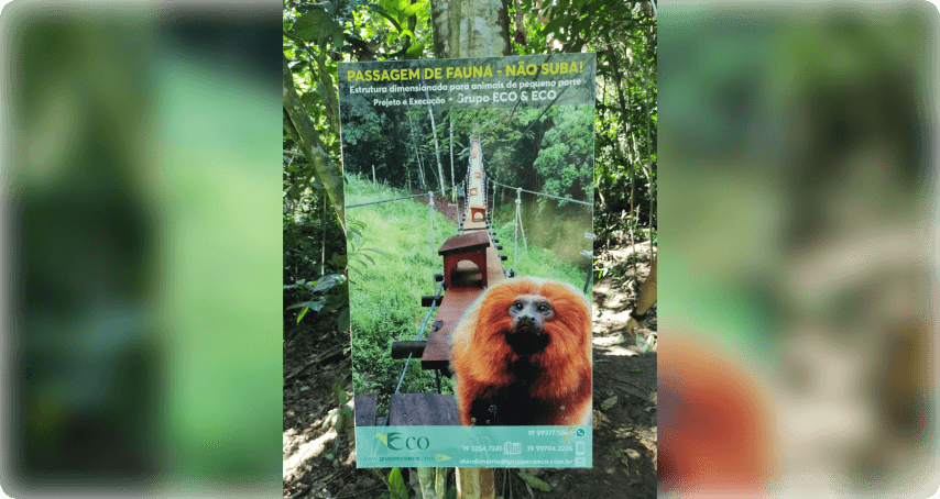 Photo of a sign on a tree, signaling a golden lion tamarin crossing in the Atlantic Forest.